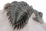 Large Metacanthina Trilobite - Lghaft, Morocco #222431-2